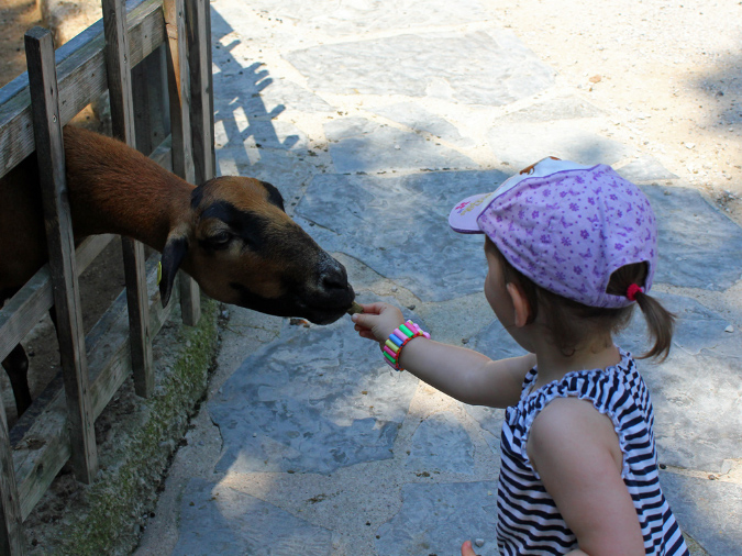 2015_aug_salzburg_zoo05