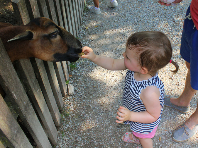 2015_aug_salzburg_zoo09