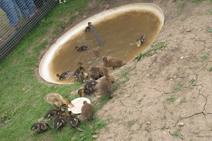 2011_apr_wetland_008