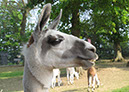 2011_april_woodside_39