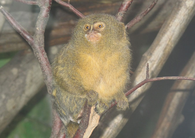 hellbrunn_zoo_32