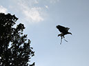 2014_aug_hohenwerfen34