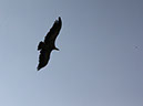 2014_aug_hohenwerfen35