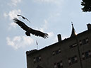 2014_aug_hohenwerfen36