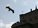 2014_aug_hohenwerfen37