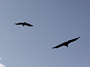 2014_aug_hohenwerfen38