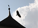 2014_aug_hohenwerfen39