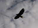 2014_aug_hohenwerfen40