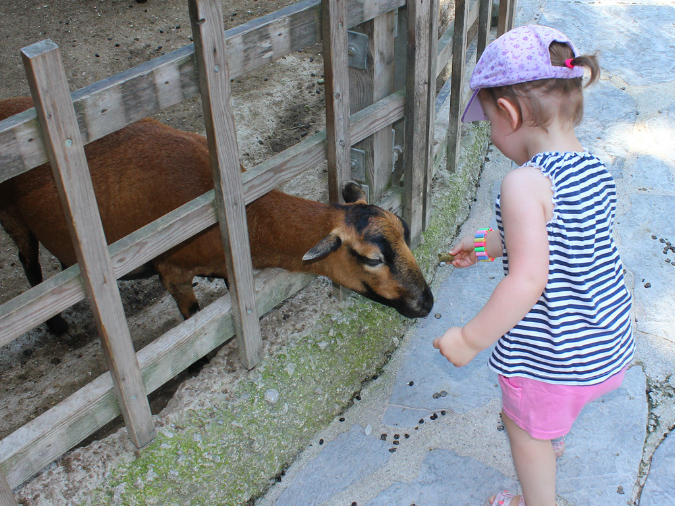 2015_aug_salzburg_zoo25