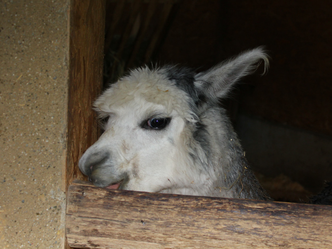 2015_aug_salzburg_zoo31