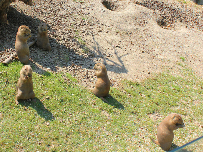 2015_aug_salzburg_zoo32