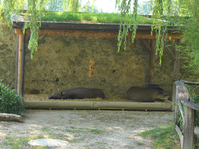 2015_aug_salzburg_zoo34