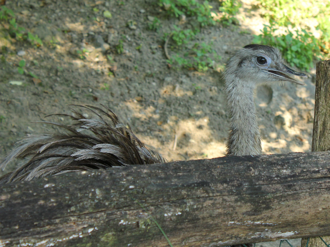 2015_aug_salzburg_zoo35