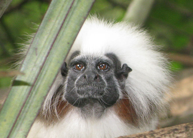 singaporezoo_07
