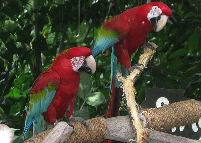 singaporezoo_14