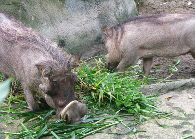 singaporezoo_28