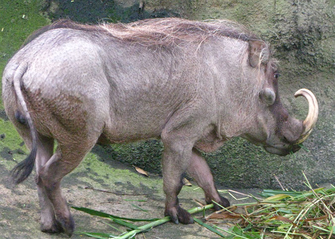 singaporezoo_29
