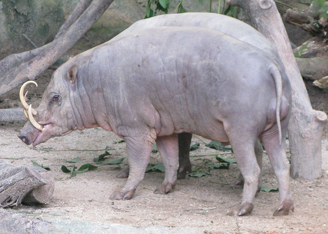 singaporezoo_30