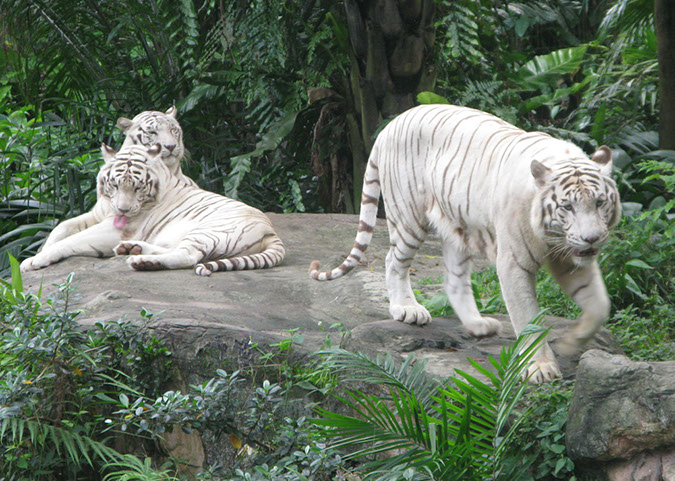 singaporezoo_32