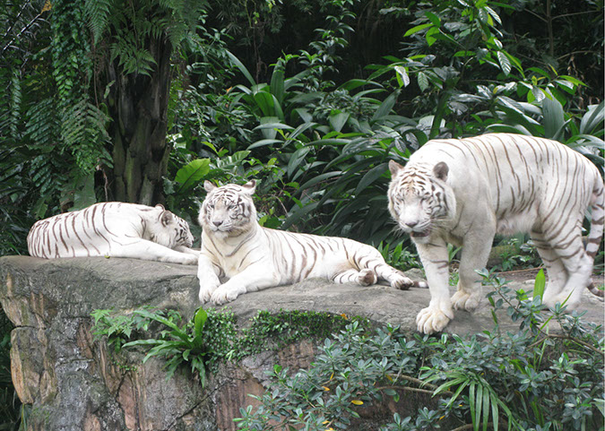 singaporezoo_33