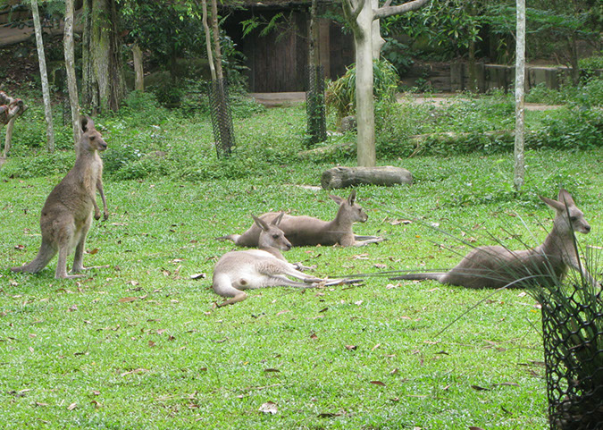 singaporezoo_39
