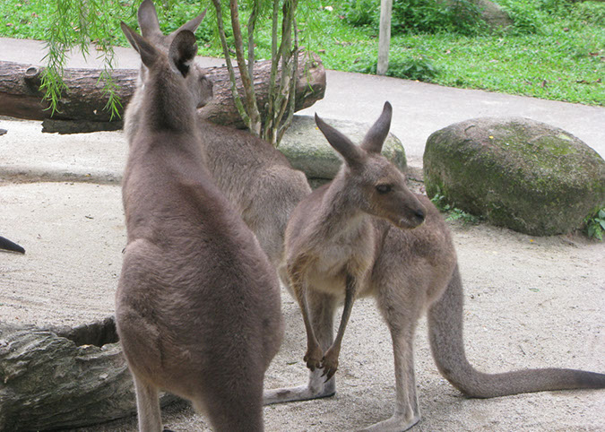 singaporezoo_40