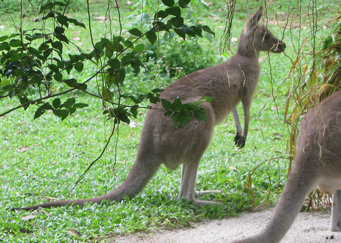 singaporezoo_41