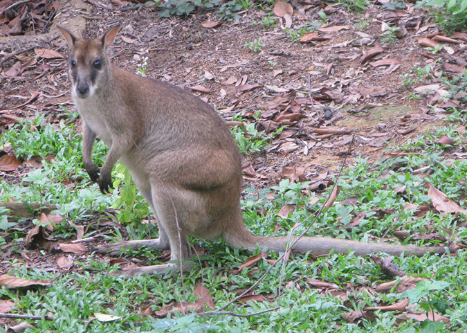 singaporezoo_42
