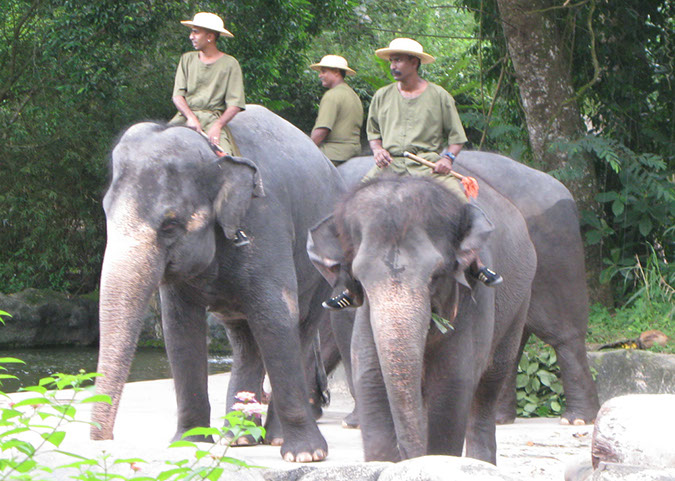 singaporezoo_45