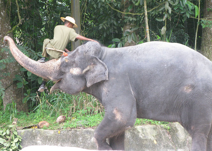 singaporezoo_51