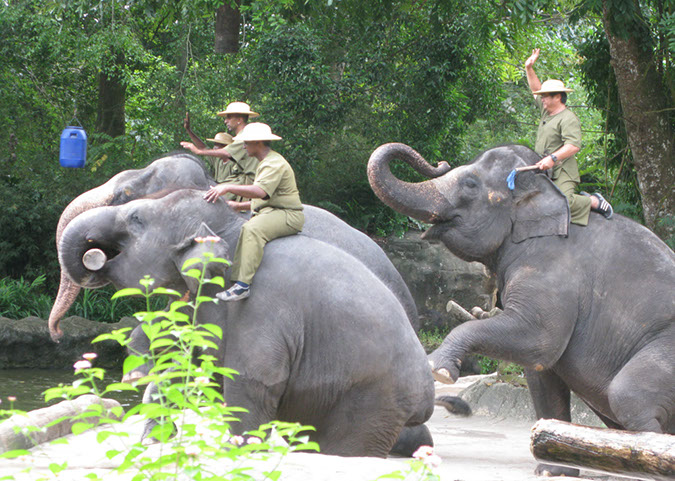 singaporezoo_52