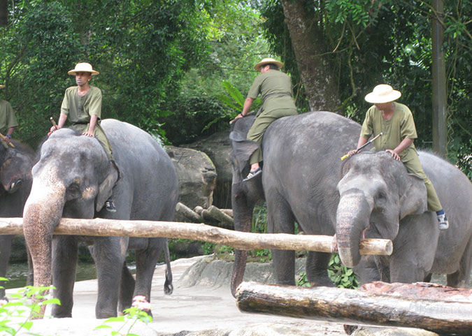 singaporezoo_53