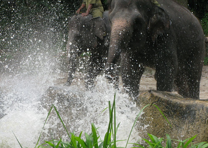 singaporezoo_54