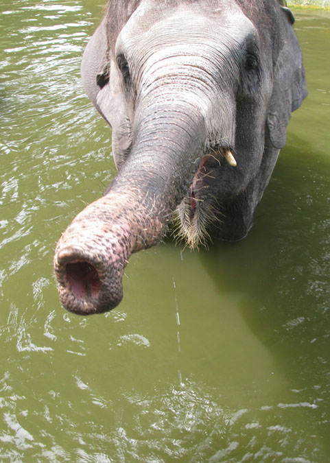 singaporezoo_64