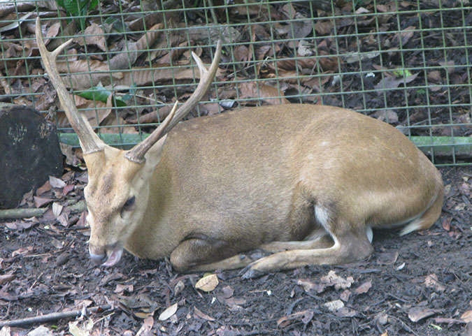 singaporezoo_69
