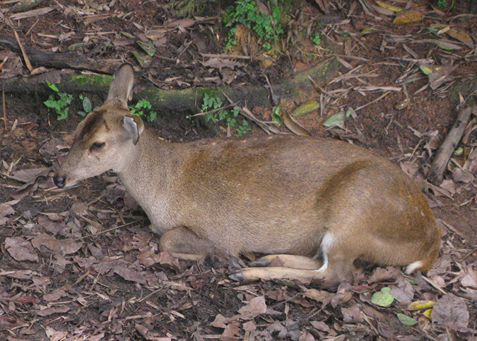 singaporezoo_70