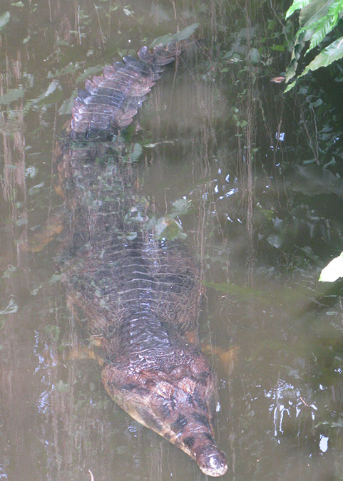 singaporezoo_74