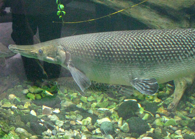 singaporezoo_75