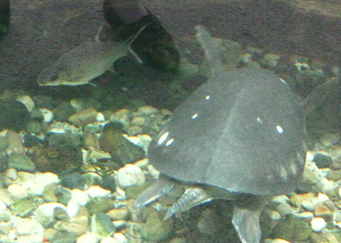 singaporezoo_76