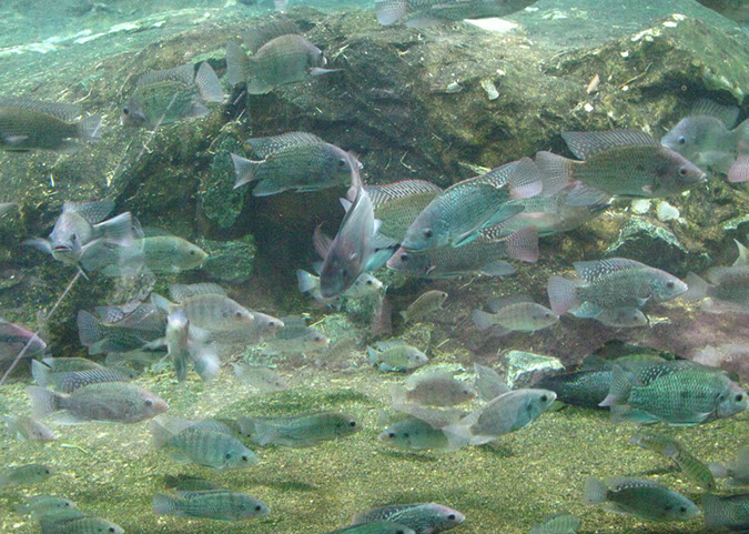 singaporezoo_77