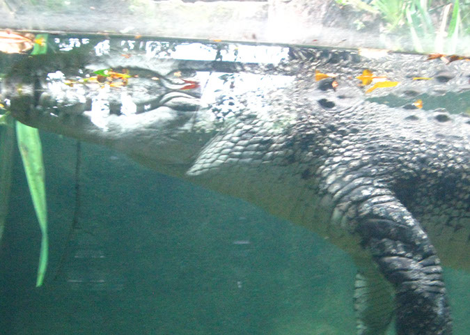 singaporezoo_78