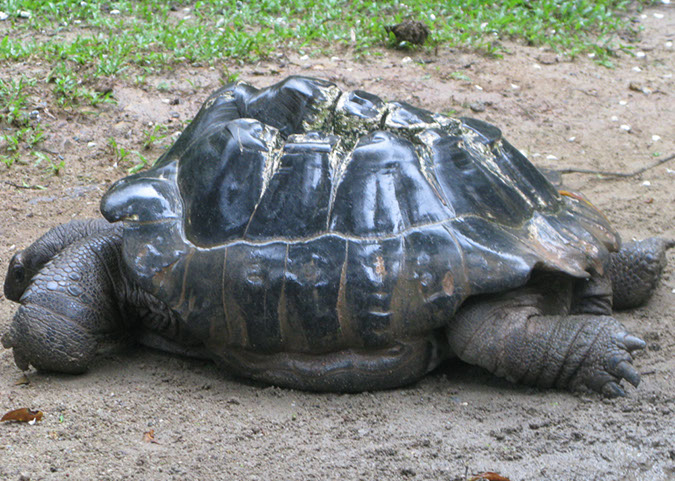 singaporezoo_82