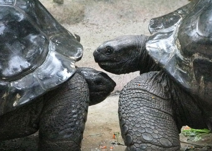 singaporezoo_83