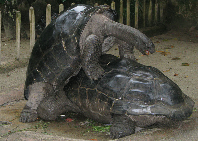 singaporezoo_84