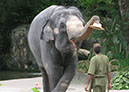 singaporezoo_49