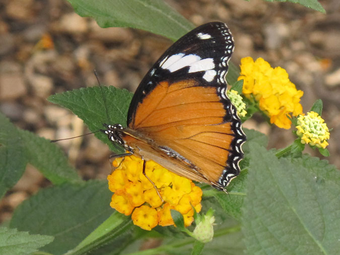 2013_jul_butterflies04