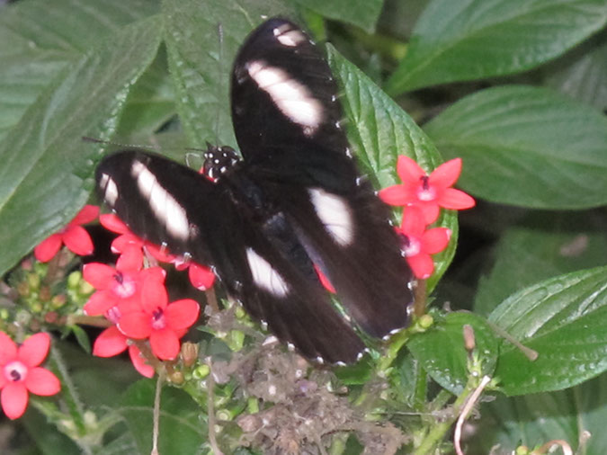 2013_jul_butterflies25