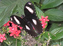 2013_jul_butterflies25