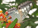 2013_jul_butterflies27