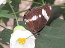 2013_jul_butterflies31